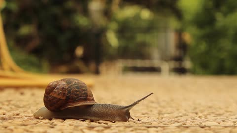 Crossing the duckling snail