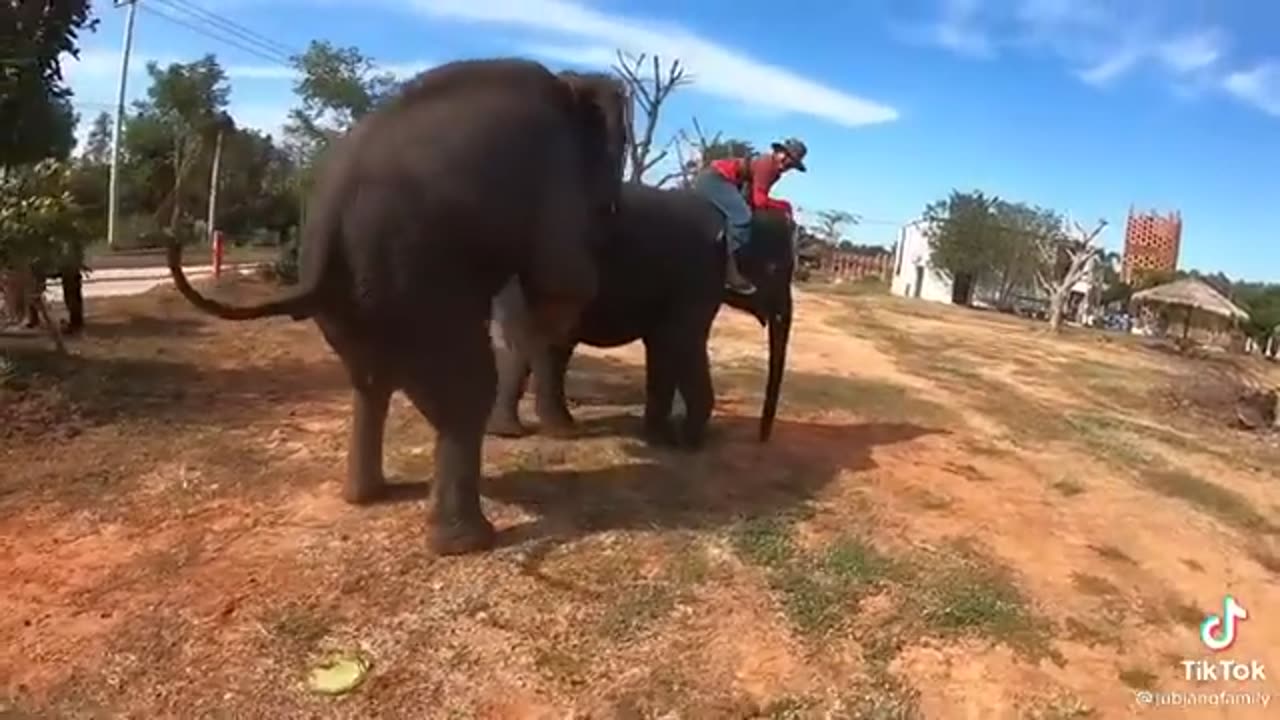 When your Bae is Jealous ♡ Cute Elephant crying