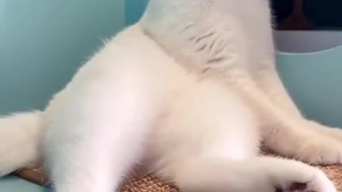 The Ultimate Viral Cat Video