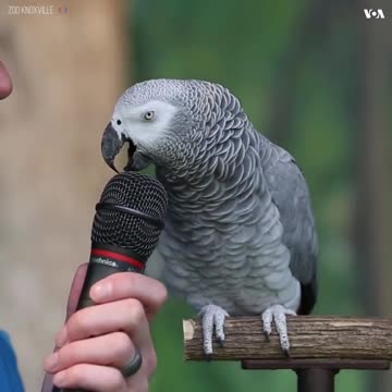 parrot talking & mimicking other animals