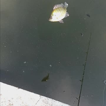 Bluegill kissena