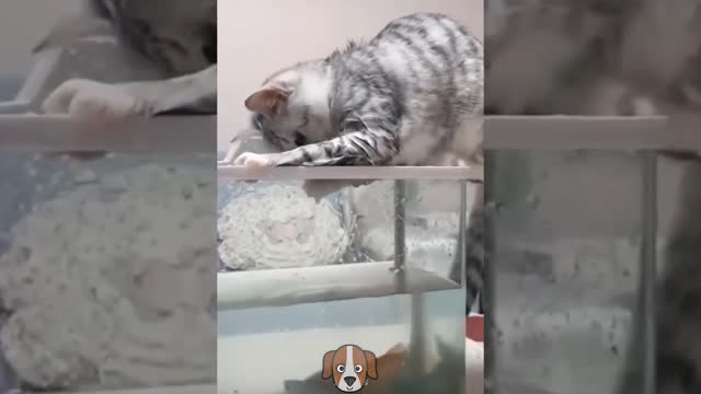 cute kittens compilation ❤❤😍😍