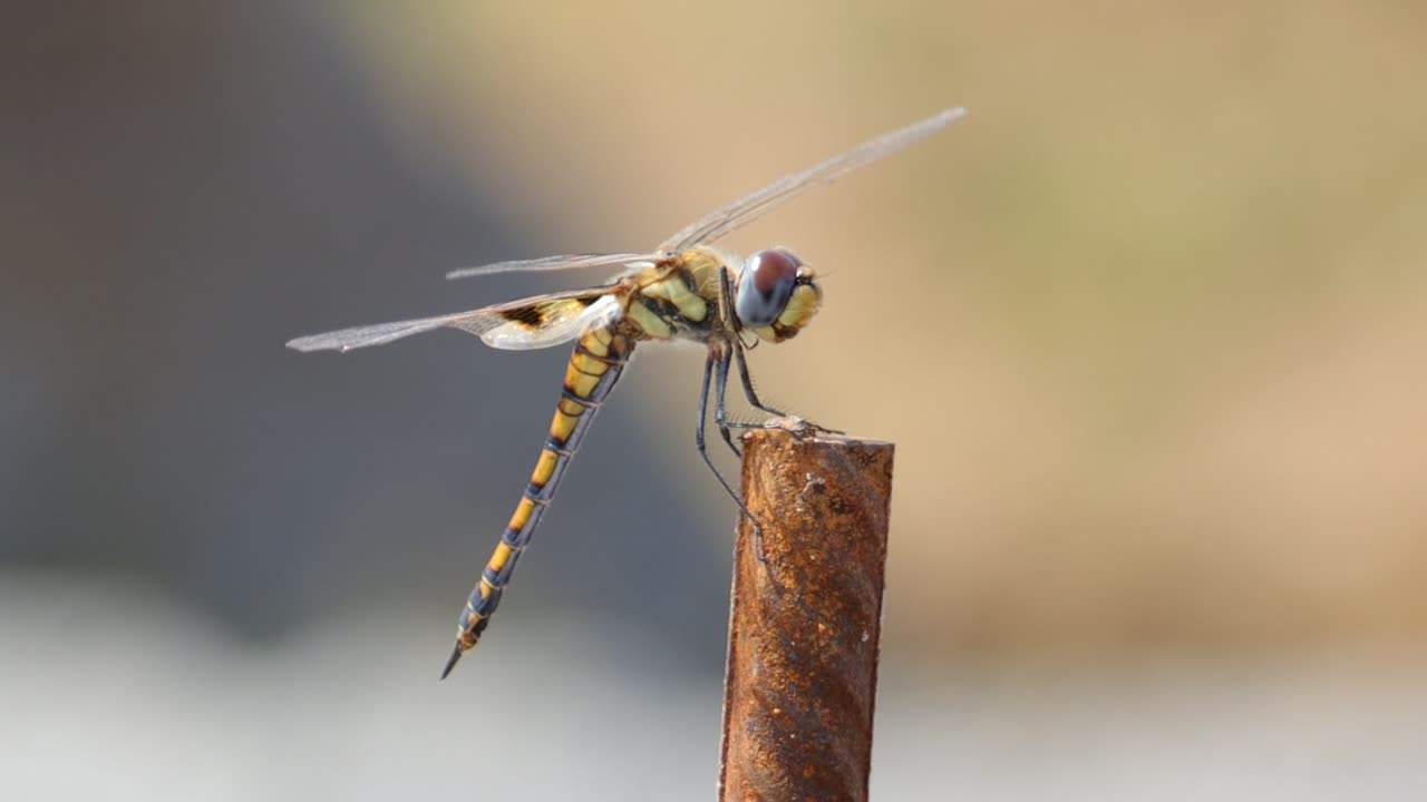 Dragonfly was captured on video at the construction site.