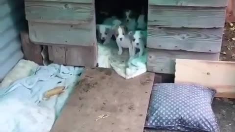 cute puppies coming out of the den