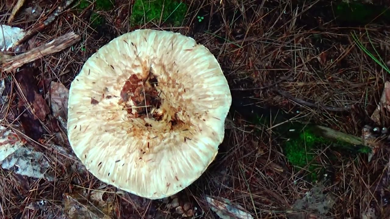 Mushroom