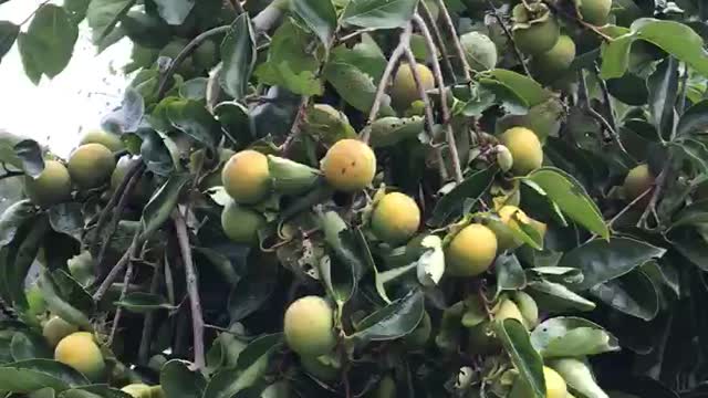 Persimmon tree with fruits