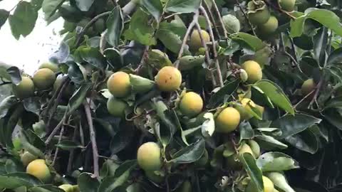 Persimmon tree with fruits