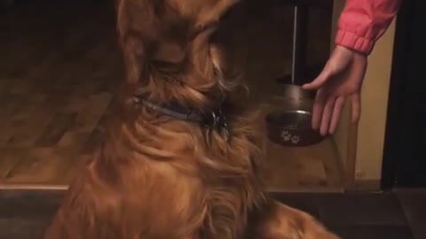 Collab copyright protection - lazy golden retriever paw trick