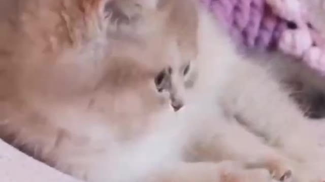 Cute Cat Funny Video shorts short cat