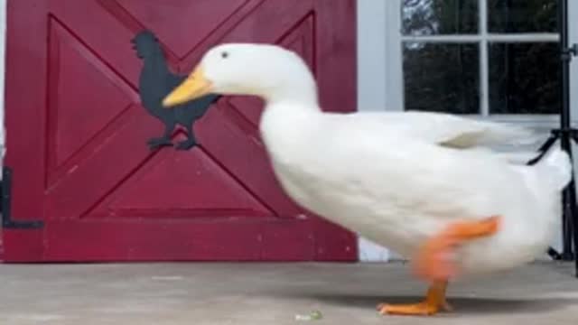 Duck adorably runs back and forth in front of the camer