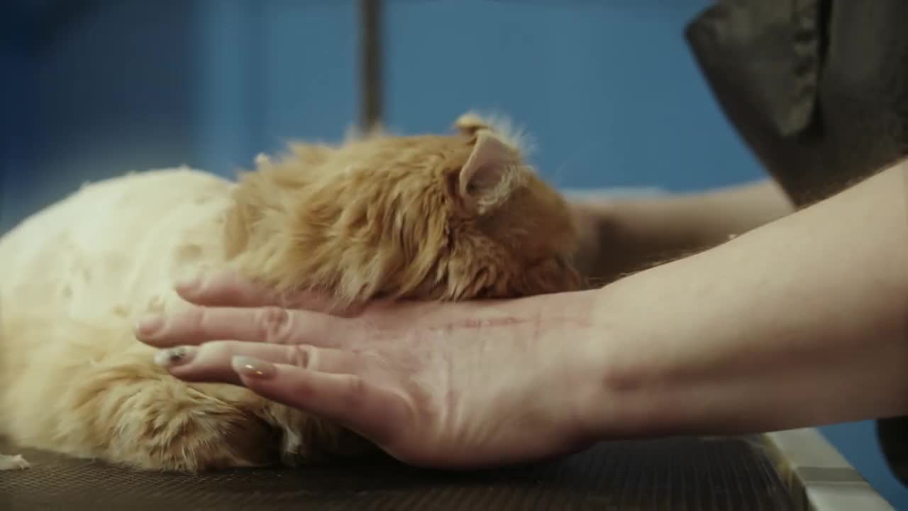 Mom Cat is trying to get all her playing kitten together in order to feed them