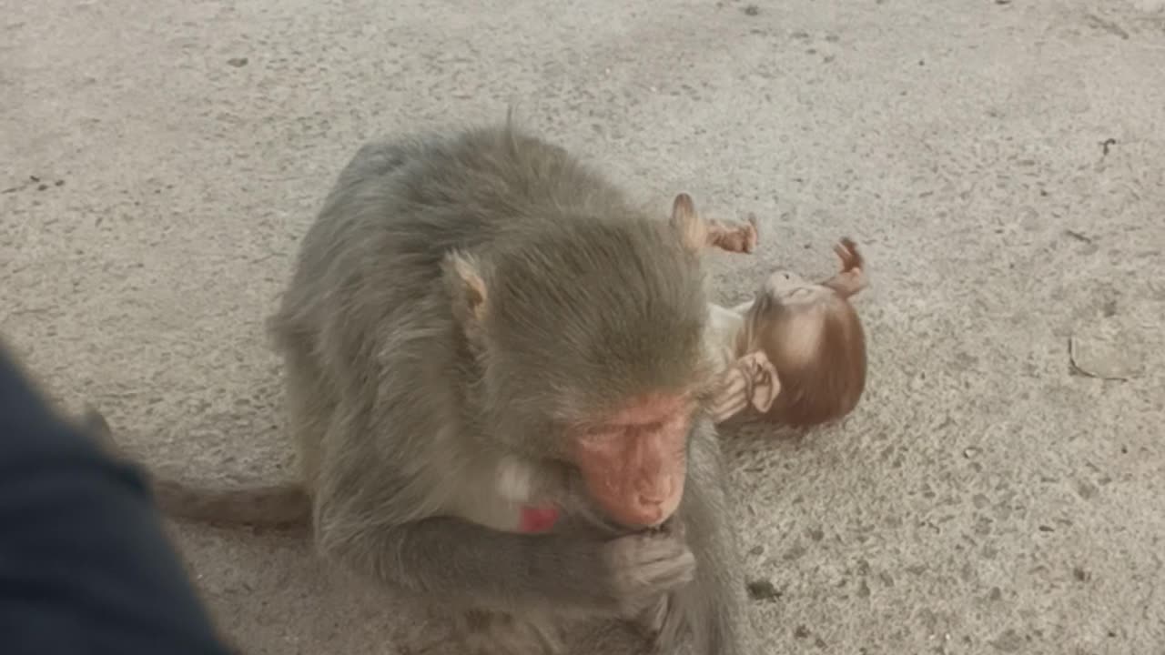 Cute monkey❤️