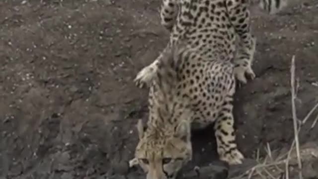 Episode 3 Crocodile Catches 67.3K Cheetah Streamed on WildEarth.TV