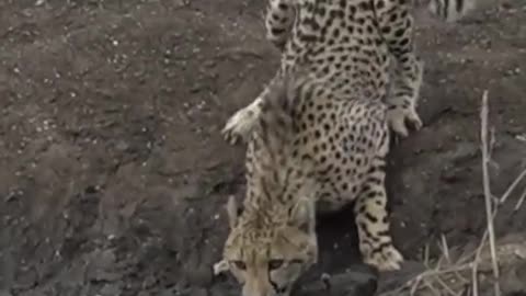 Episode 3 Crocodile Catches 67.3K Cheetah Streamed on WildEarth.TV