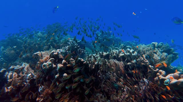 school of fish in the deep blue sea