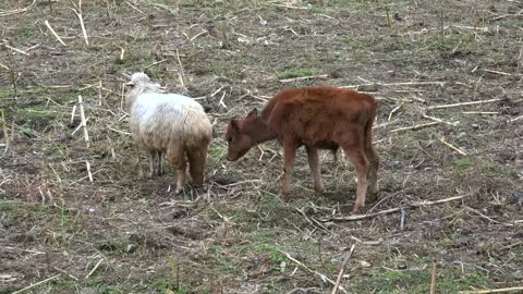 Sheep and calf fighting in the field