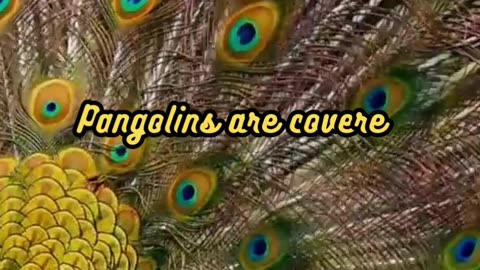 Animal Facts Pangolin Scales #shorts