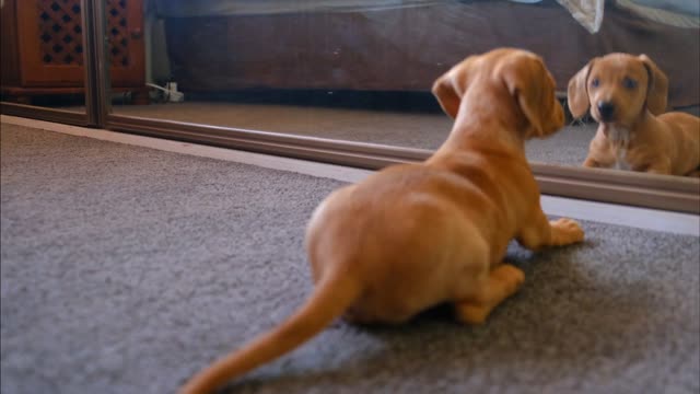 Dog Wandering in front of mirror