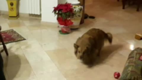 La la dog goalkeeper ⚽️