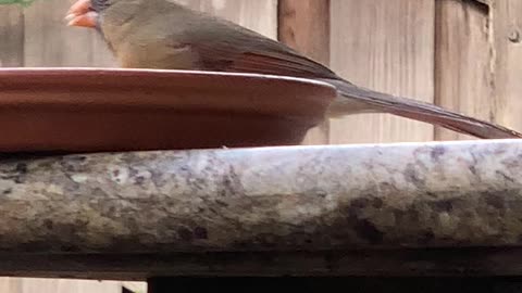 Pretty Northern Cardinal Female