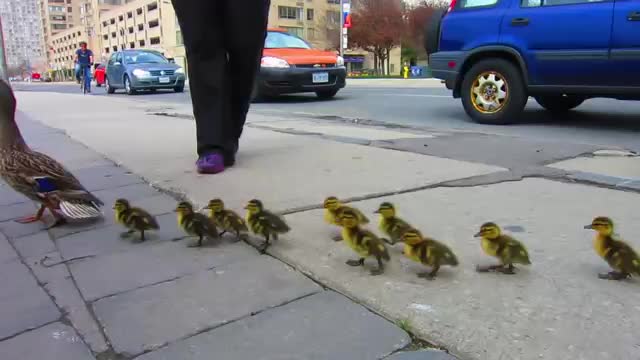 Duck drop on queen quay toronto video