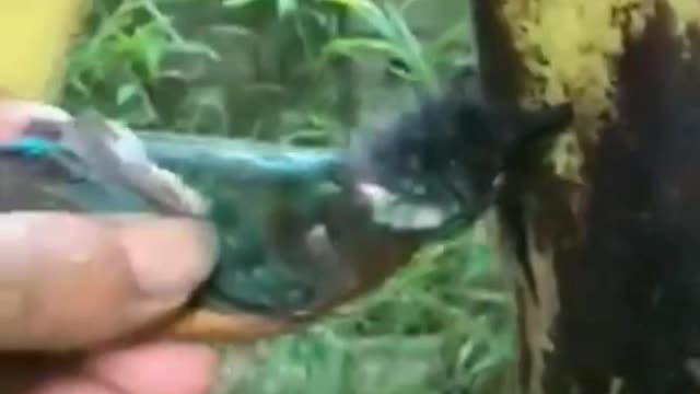 cute bird is in the wrong tree