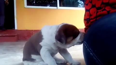 White and brown puppy chews on red shirt