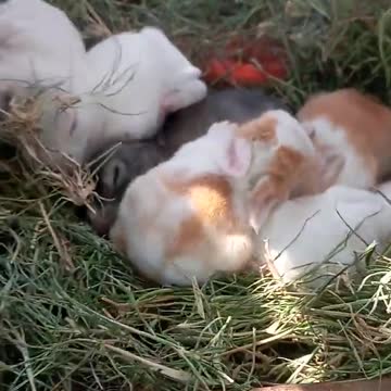 cute rabbit 😘 #shorts