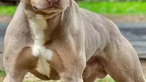 10 Dogs Never Kept with Labrador or Golden Retriever