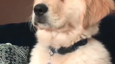 Funny Dog Videos | Try Not To Laugh At This Ultimate Funny Dog Video Compilation | Funny Pet Videos
