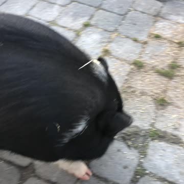 Piggy is ready for breakfast