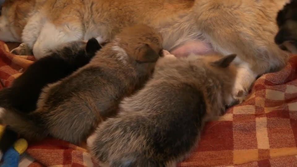 dog suckling with his brothers