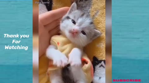 Funny Animals And Cute Pets Compilation #13- pets world