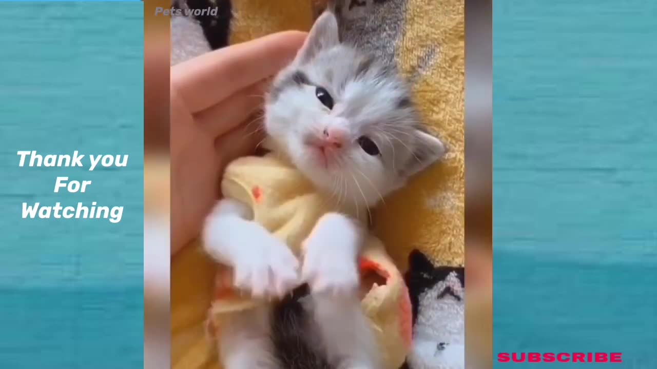 Funny Animals And Cute Pets Compilation #13- pets world