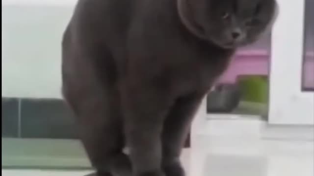 Funny Cats Video 2022|Try To Not Laugh