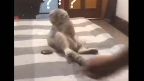 Funny cat