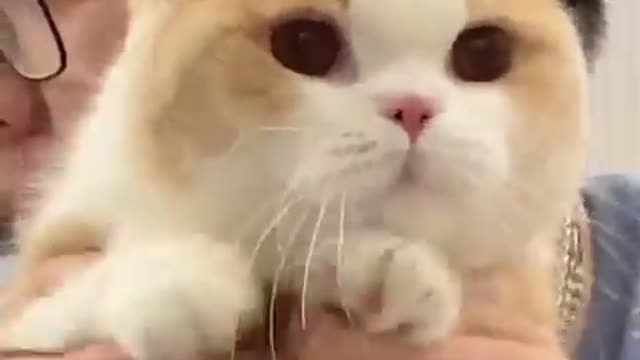 OMG So Cute Cats ♥ Best Funny Cat Videos 2021