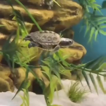 Tortoise In The Water #Tortoise_In_The_Water #animals_Nuture #tortoise #Recpect #Fish