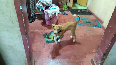 Dogs play