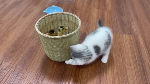 Little Cat Saves Little Duck