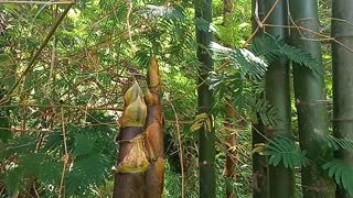 Bamboo shoots