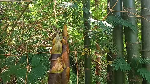 Bamboo shoots