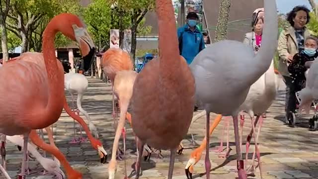 So many beautiful and cute flamingos