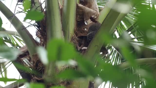 A domestic cat walking and hunting for food on top of coconut tree