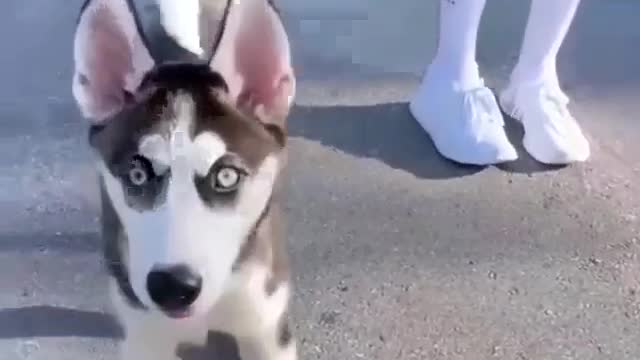 My dog is Stubied, but I still like him