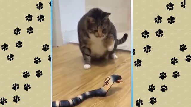 Incredible-Kitten scared of snake