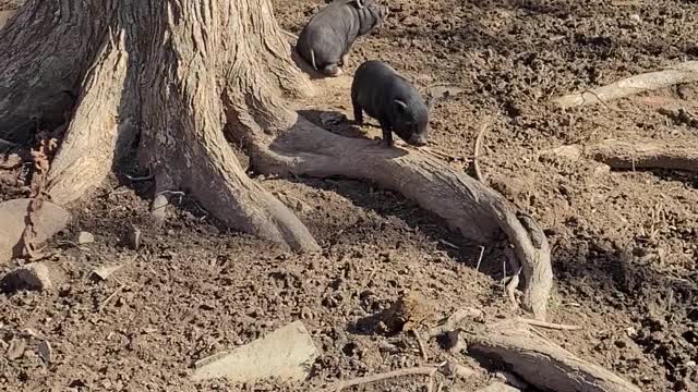 Piglets Chasing The Chickens