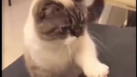 Funny cats