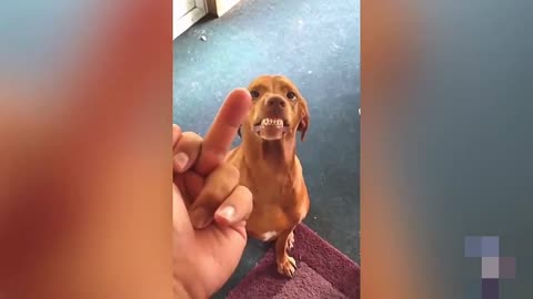 cats and dogs plays with one finger