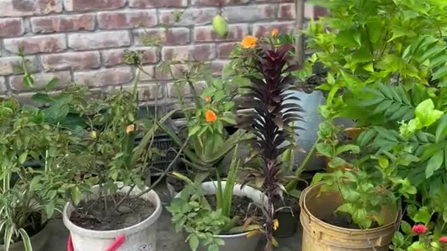 Roof top garden